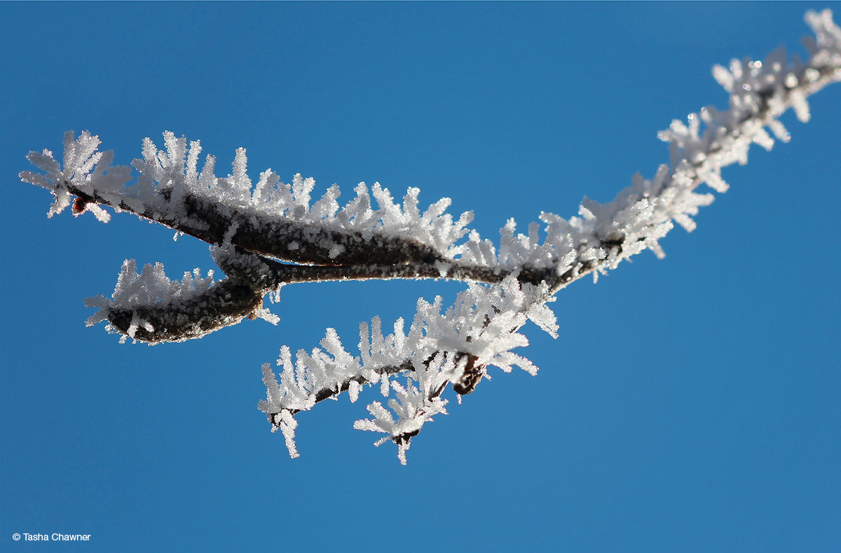 Protrusions of crysalised frost encrusting a tree branch and twigs, with a blue-sky background